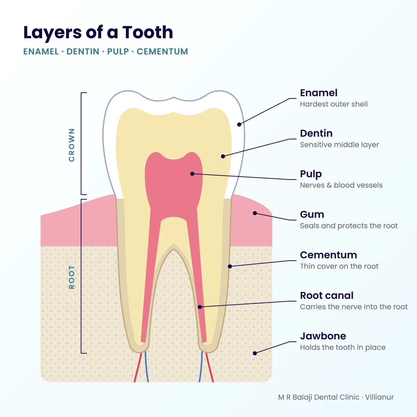 Layers of teeth diagram showing enamel, dentin, pulp, cementum, gum, root canal and jawbone