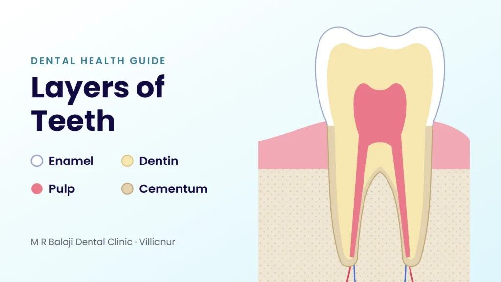 Layers of teeth illustration: cross-section of a tooth showing enamel, dentin, pulp and cementum